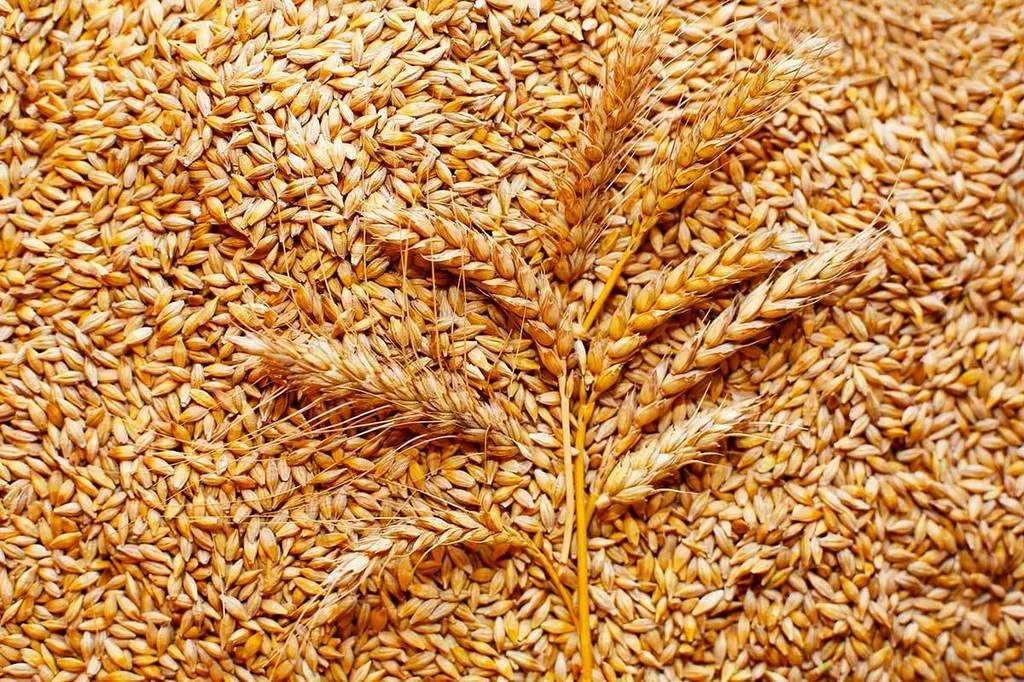 пшеница фураж 5 класс  в Казани