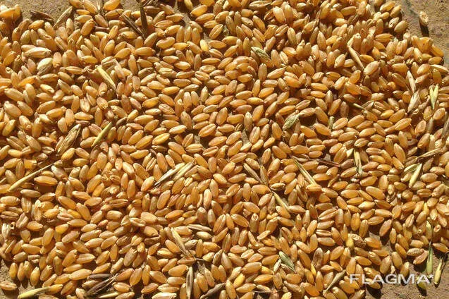 реализуем пшеницу  в Казани