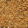реализуем пшеницу  в Казани