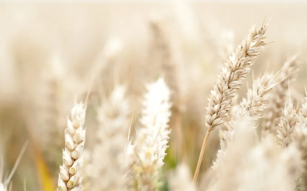 пшеница 3,5 класс в Казани