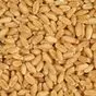 семена пшеницы яровой мягкой 