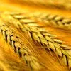 продаем Пшеницу 3 класса в Казани