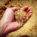 Новые зерносушильные комплексы в Татарстане будут готовы к уборке урожая