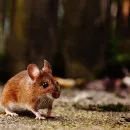 Исследование: в Татарстане почти 30% полей с озимыми посевами заселено мышами