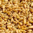 В Заинском районе Татарстана специалисты Россельхозцентра провели фитоэкспертизу более 2,6 тысячи тонн семян