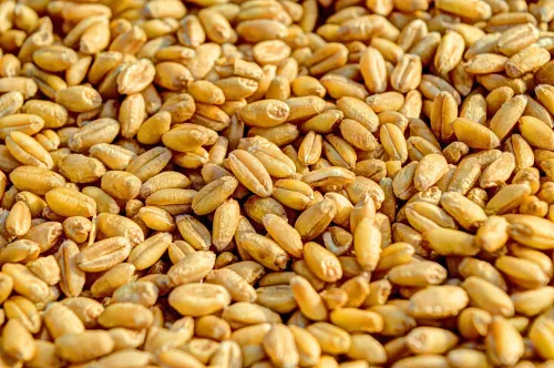 В Заинском районе Татарстана специалисты Россельхозцентра провели фитоэкспертизу более 2,6 тысячи тонн семян