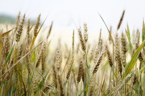 В Заинском районе Татарстана проверено на посевные качества 90% семян яровых зерновых культур