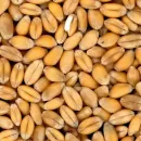 Специалисты Россельхозцентра Татарстана определили степень заражённости семян яровых культур болезнями