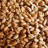 семена озимой пшеницы в Казани