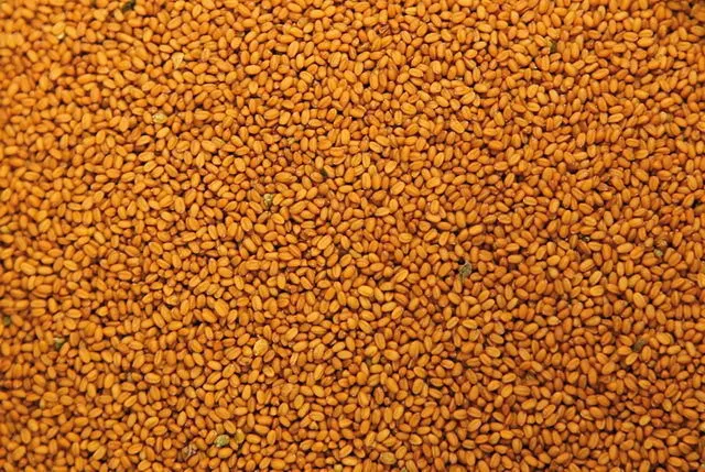 фотография продукта Семена рыжика озимого