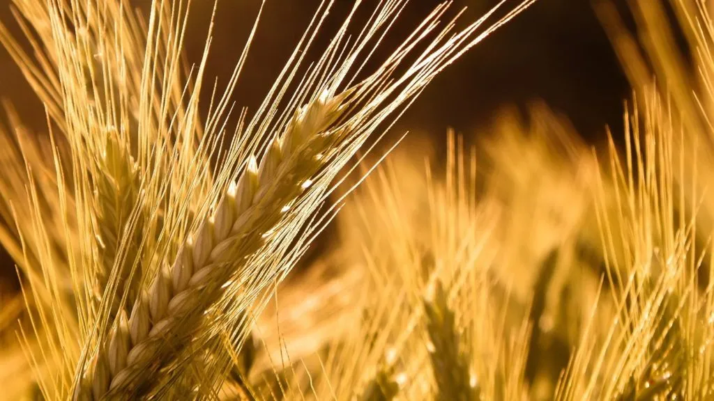фотография продукта Пшеница 3-5 класс, Рожь 1-2 класс