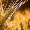 пшеница 3-5 класс, Рожь 1-2 класс в Казани