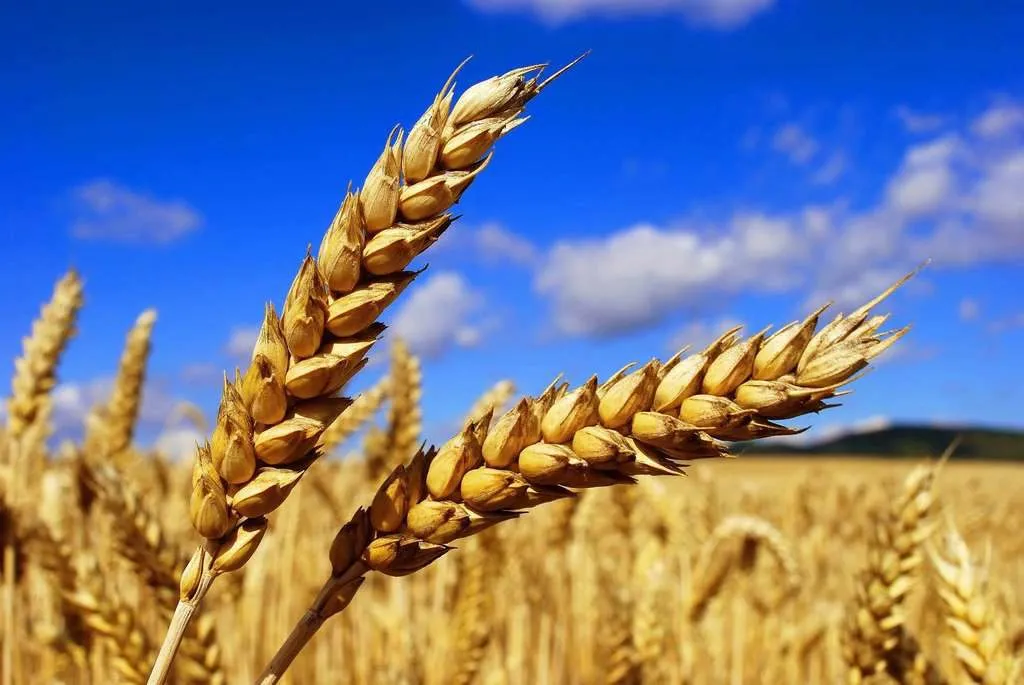 фотография продукта Закупаем ячмень, пшеницу