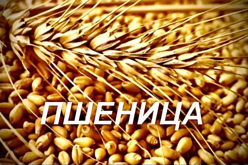 пшеницу фуражную 5 класс в Казани