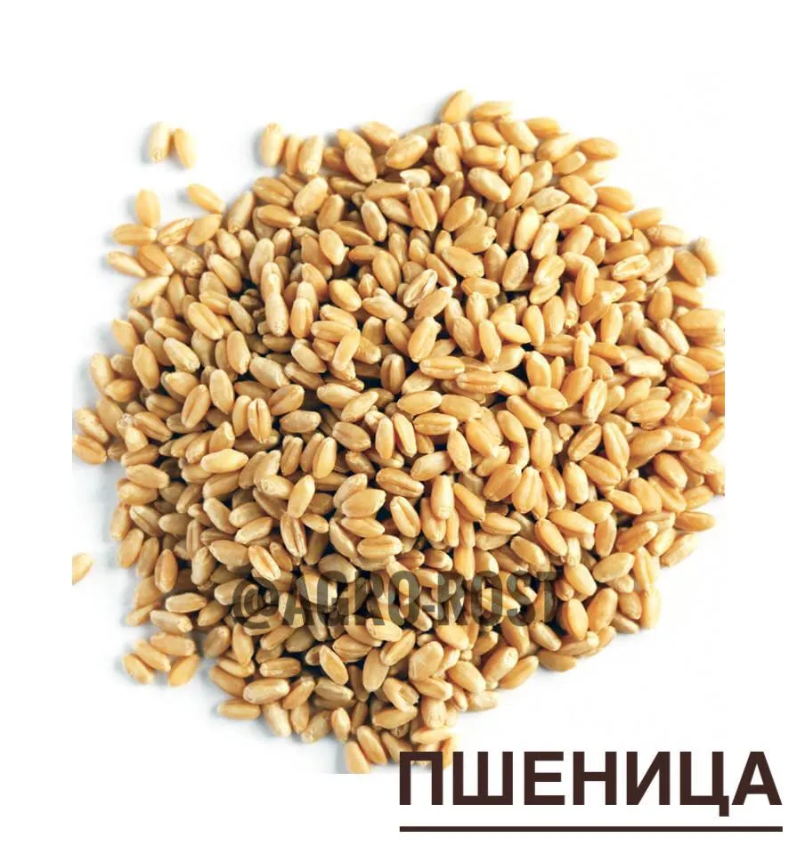 пшеница В Наличии в Казани