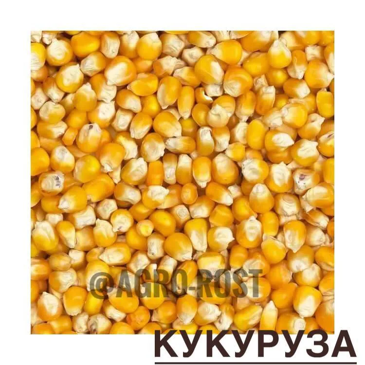 кукуруза в Казани