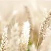 пшеница 3,5 класс в Казани