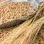 закупаем зерновые и масличные культуры в Казани