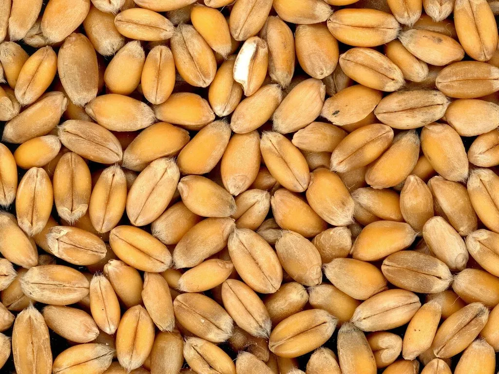 фотография продукта   пшеницу 5кл