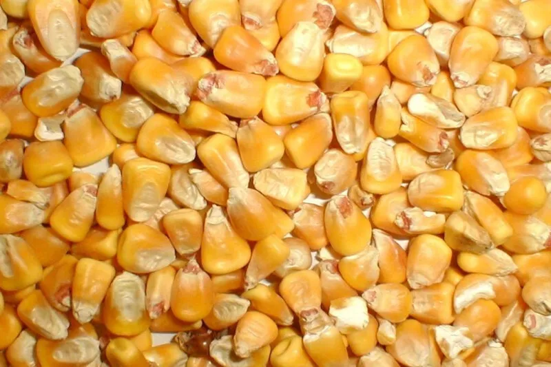 фотография продукта кукурузу фуражную от 100 тонн