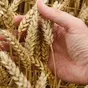 пшеница 4 класс в Казани и Республике Татарстан