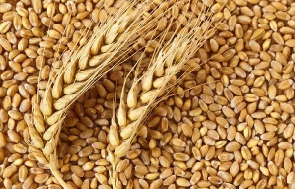 пшеницу 5 кл в объеме 1000 тн в Набережные Челны