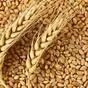 пшеницу 5 кл в объеме 1000 тн в Набережные Челны